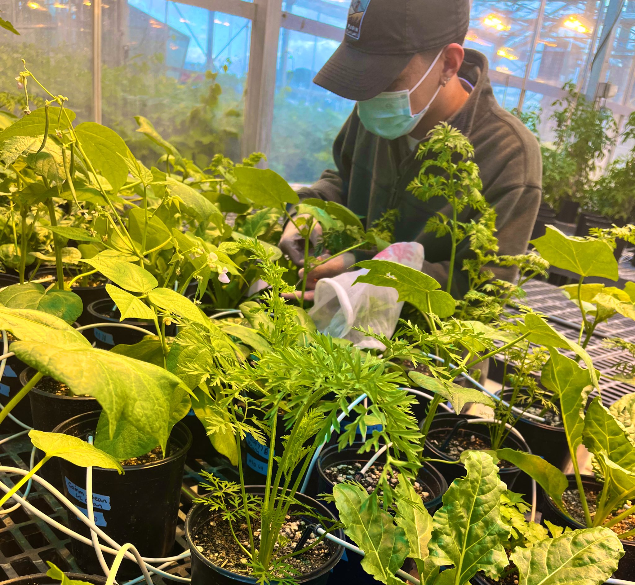 A student wearing a cap and a mask working in the green house with diverse plants in the forground