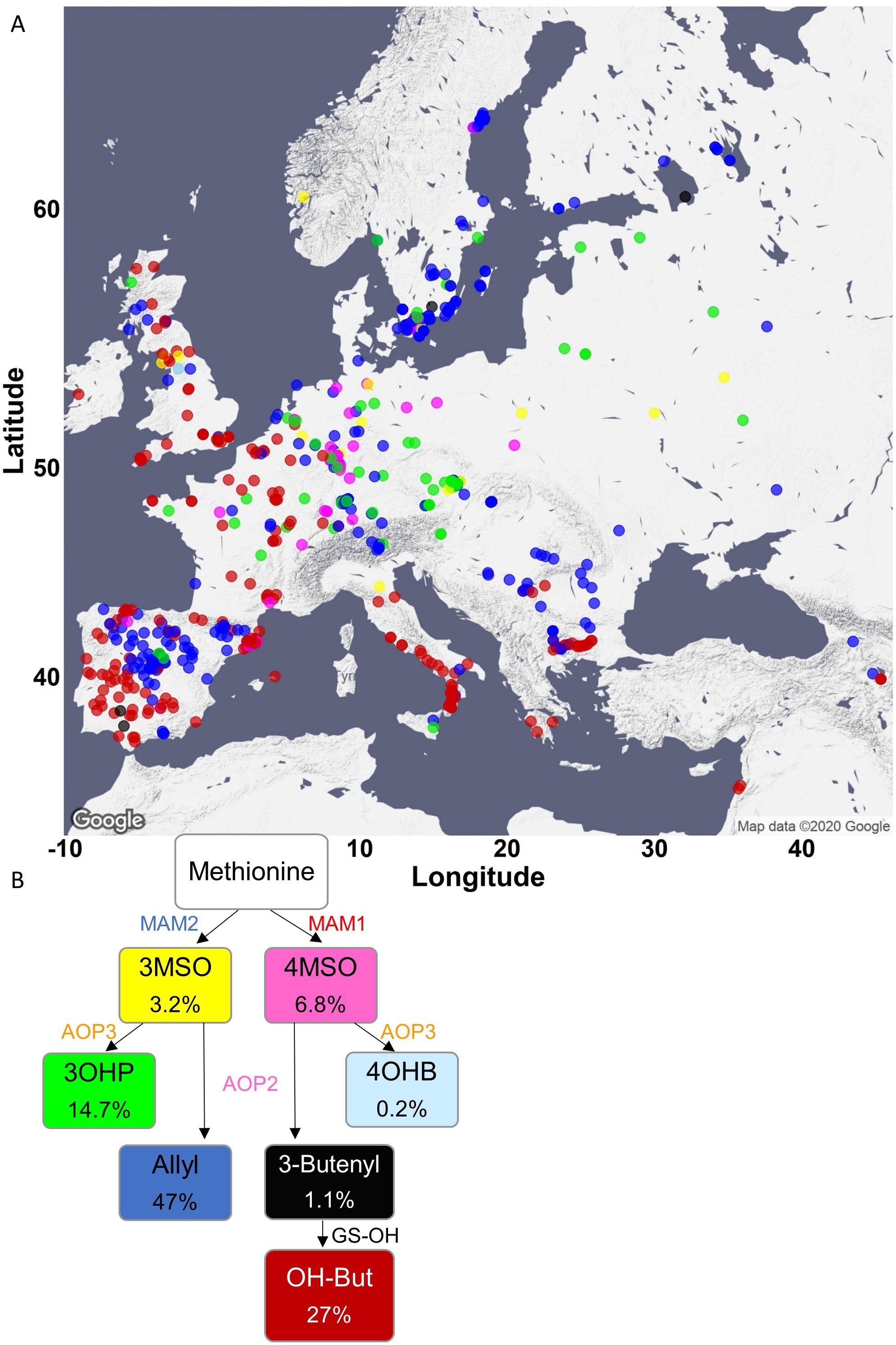 A map of Europe showing Arabidopsis genotypes and a graph showing the link between genotypes at the bottom