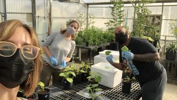 Anna, Celine and Jordan in the greenhouse sampling Cucurbit plants