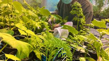 Multiple plant species grown for experiments with a student working in the background