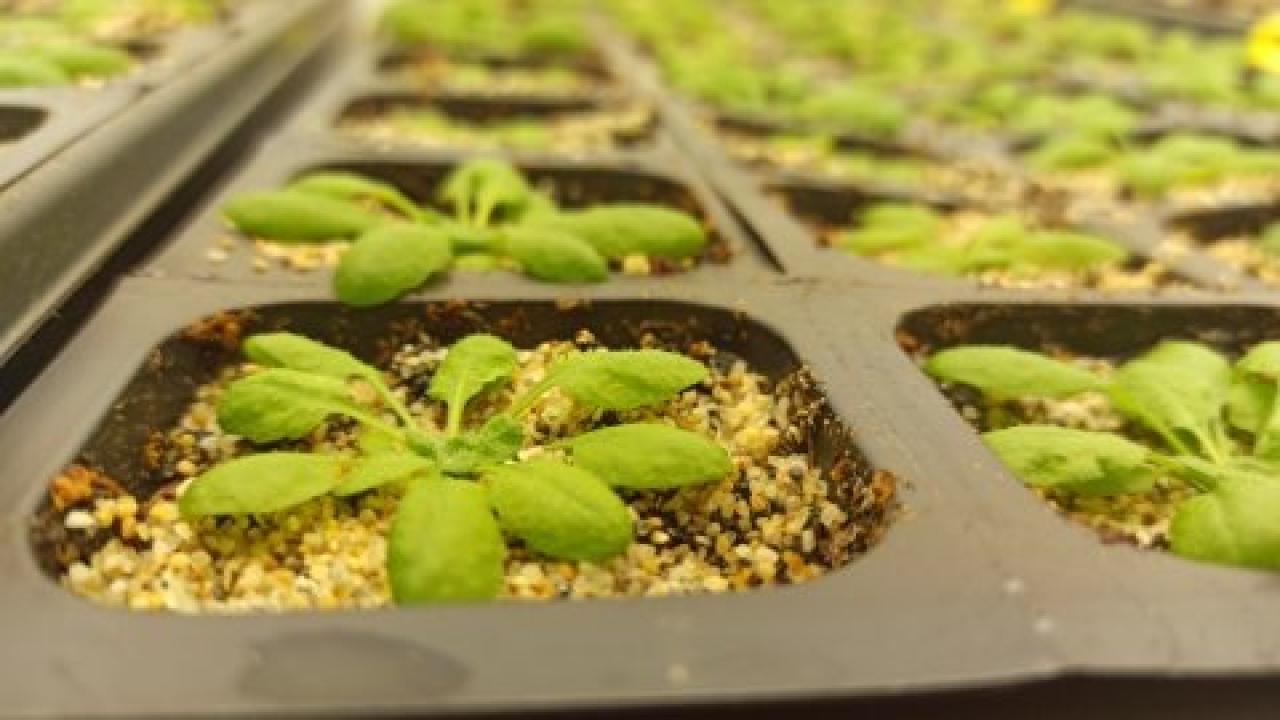 Arabidopsis plants growing in trays in thw growth chamber