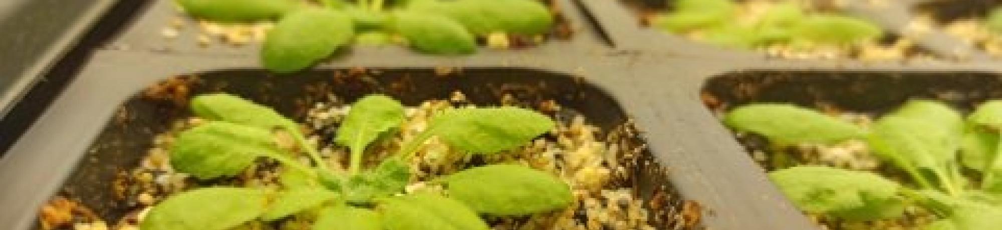 Arabidopsis plants growing in trays in the growth chamber